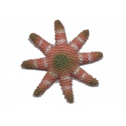 etoile-de-mer-en-caoutchouc-rose-vert-blanche
