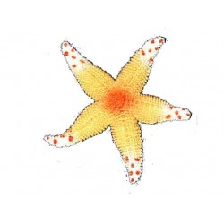 etoile-de-mer-en-caoutchouc-jaune-orange-blanche