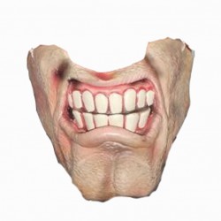 bas-de-visage-machoire-ganache-grosses-dents