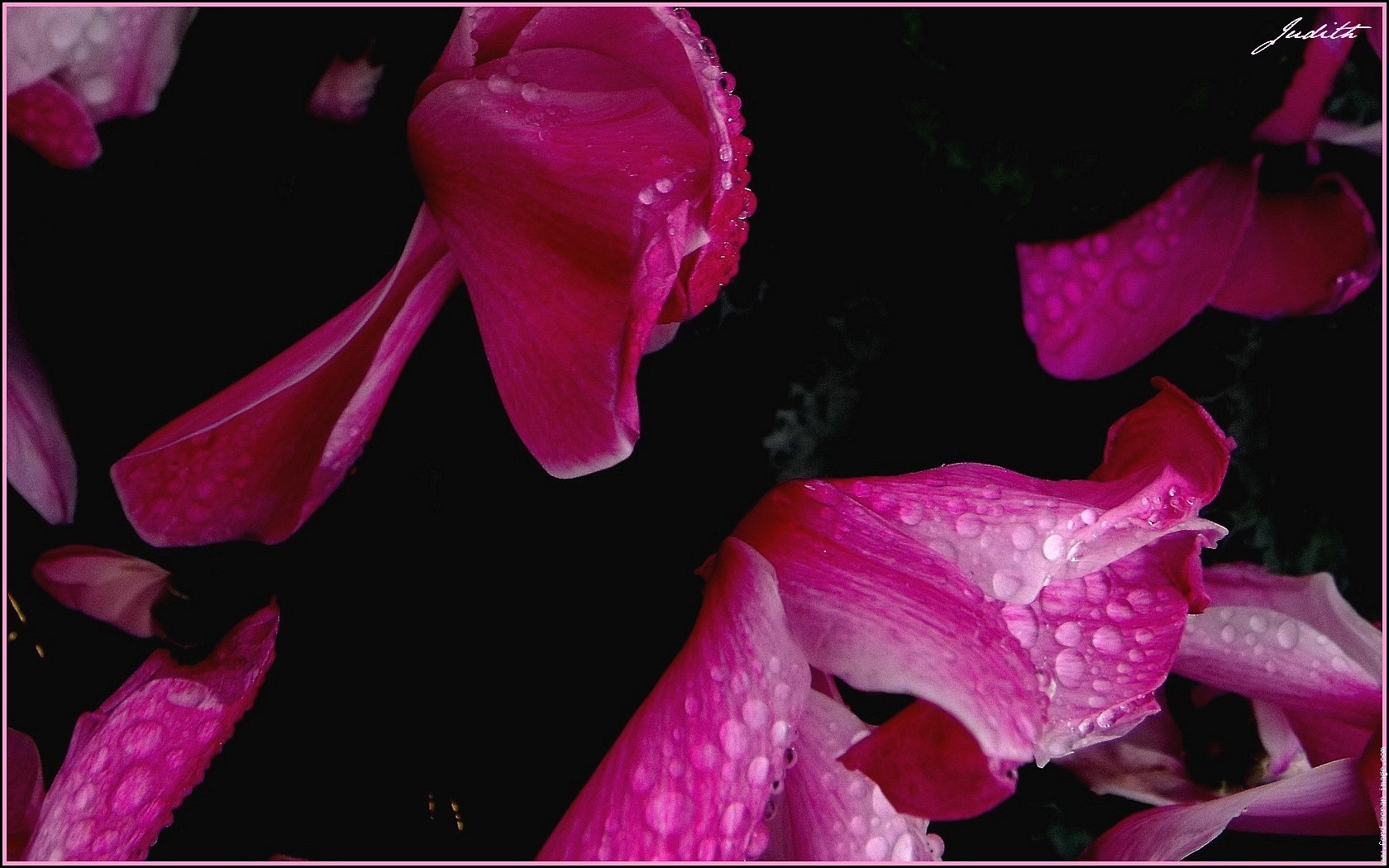 Rose et noir